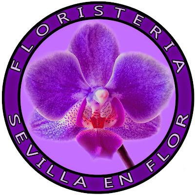 FLORISTERIA SEVILLA IN FLOWER